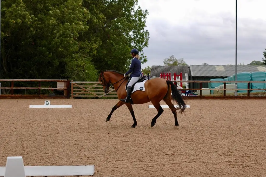 dressage