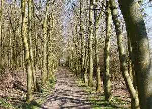 woods cropped